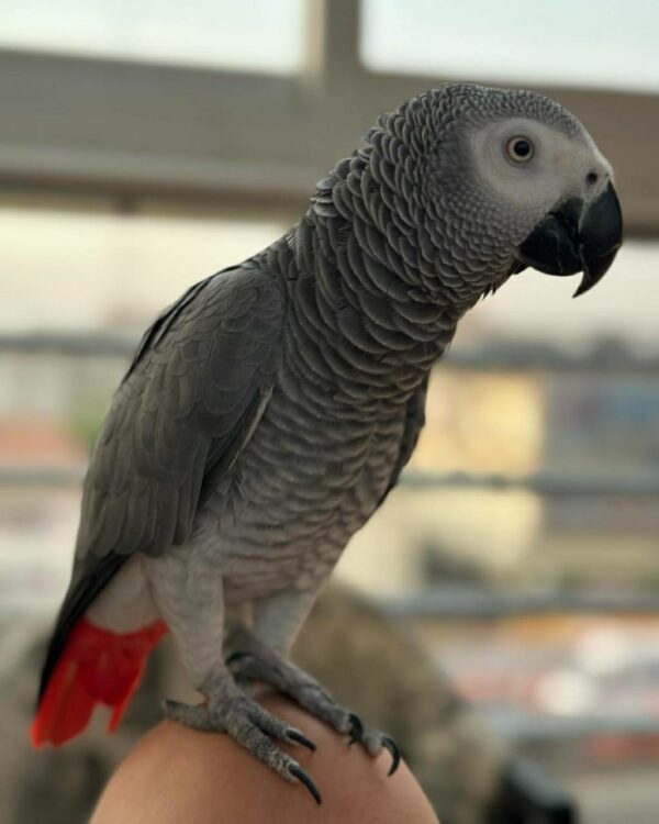 Kels-Congo African Grey Parrots - Image 5