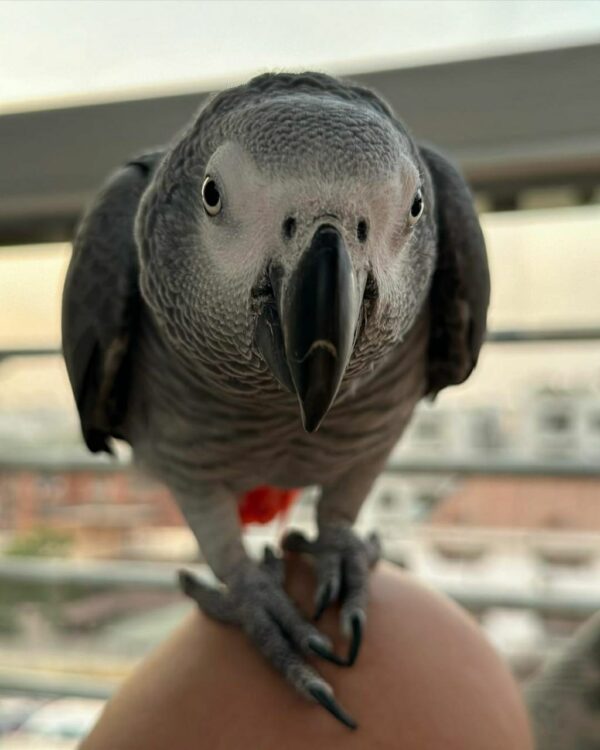 Kels-Congo African Grey Parrots - Image 3