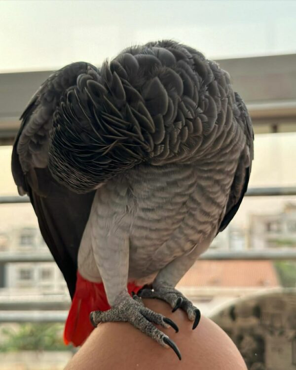 Kels-Congo African Grey Parrots - Image 4