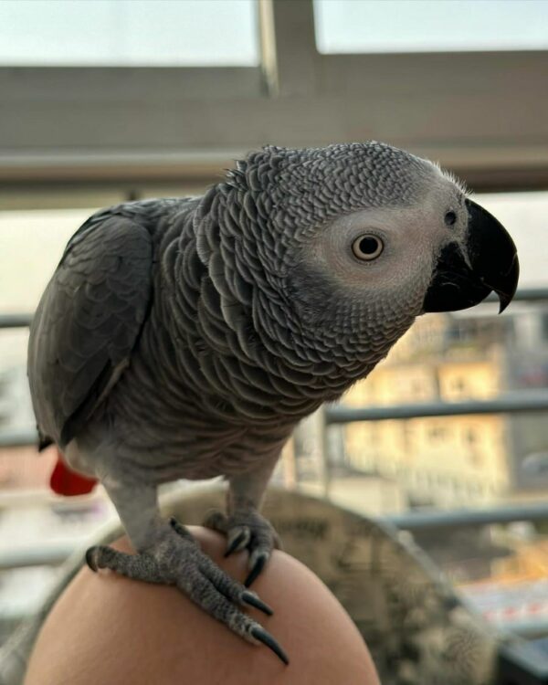 Kels-Congo African Grey Parrots - Image 2