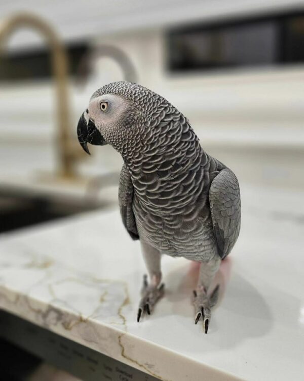 Ivy-Congo African Grey Parrots(Female) - Image 5
