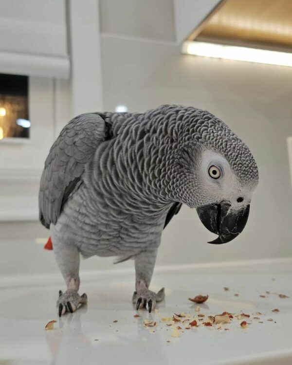 Ivy-Congo African Grey Parrots(Female) - Image 3
