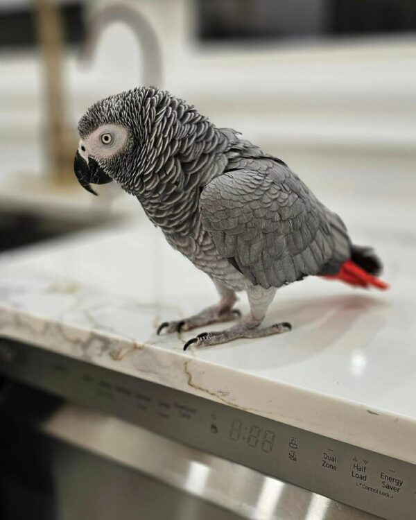 Ivy-Congo African Grey Parrots(Female) - Image 2