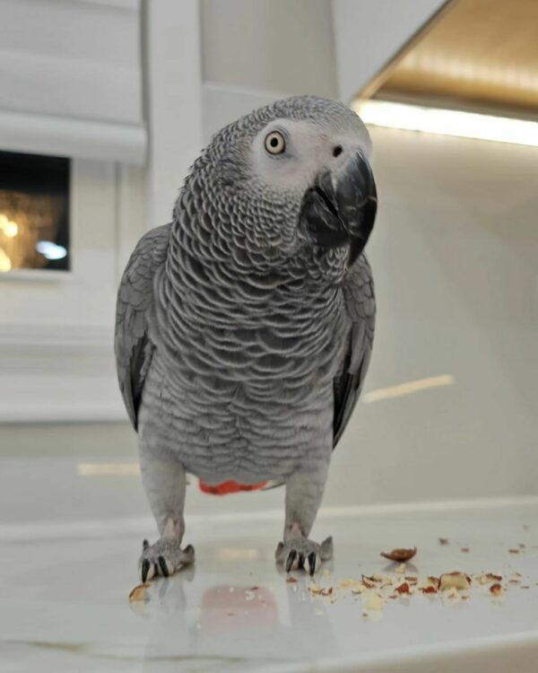 Ivy-Congo African Grey Parrots(Female) - Image 4