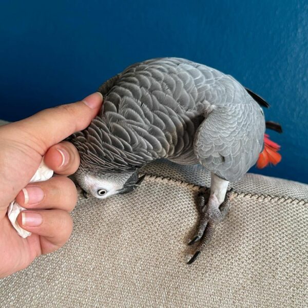 Ava-Timneh African Grey Parrots(Female) - Image 6