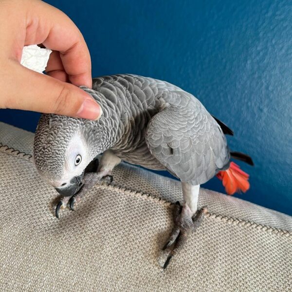 Ava-Timneh African Grey Parrots(Female) - Image 5
