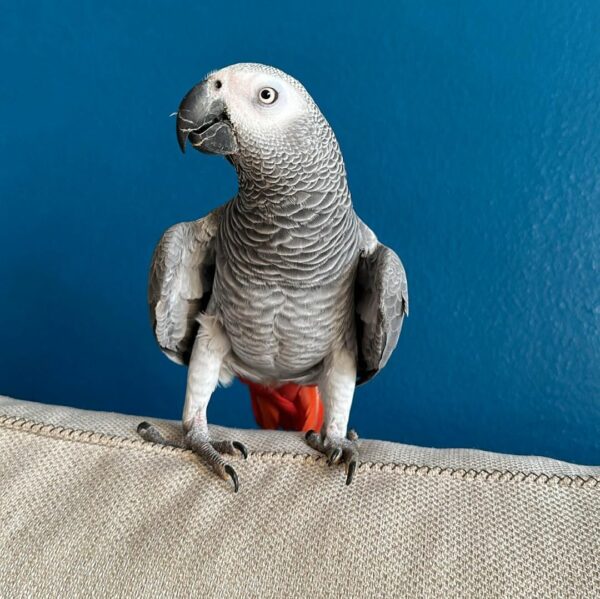 Ava-Timneh African Grey Parrots(Female) - Image 4