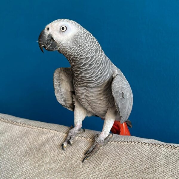 Ava-Timneh African Grey Parrots(Female) - Image 2