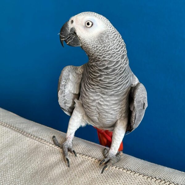 Ava-Timneh African Grey Parrots(Female) - Image 3