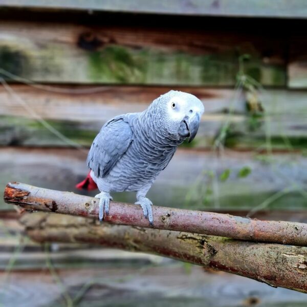 Oliver-Timneh African Grey Parrots(Male) - Image 5