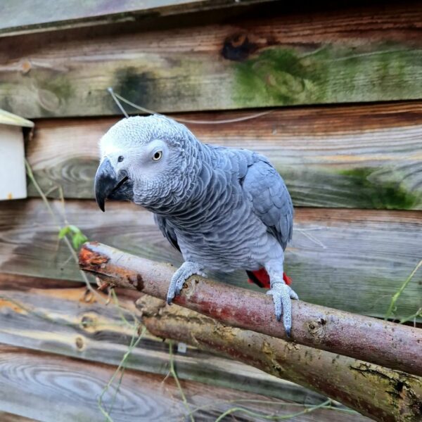 Oliver-Timneh African Grey Parrots(Male) - Image 2
