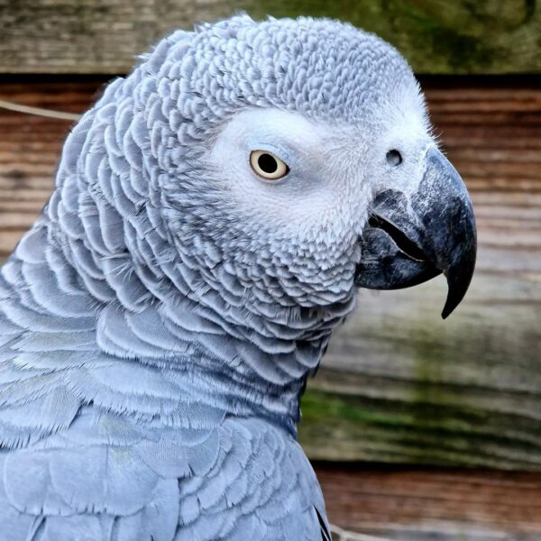 Oliver-Timneh African Grey Parrots(Male) - Image 3