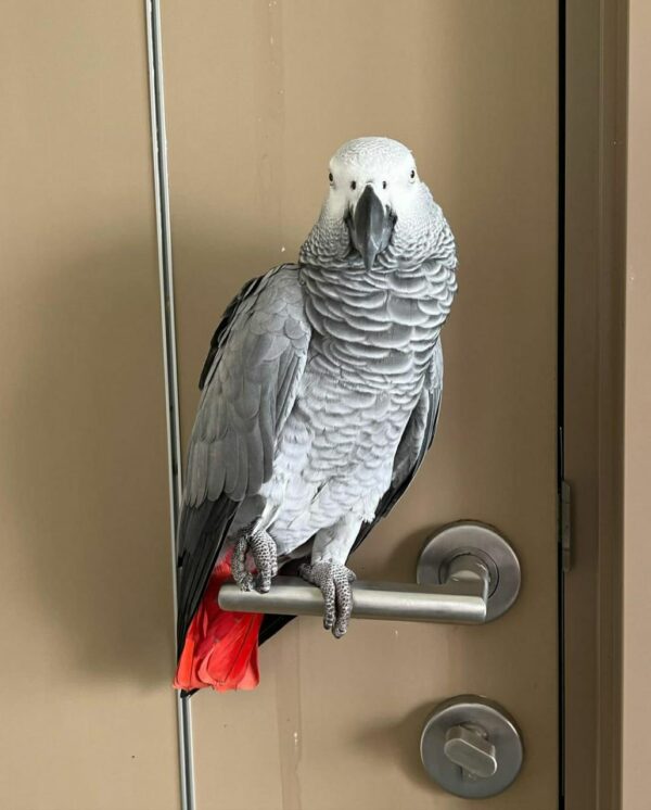 Jack-Timneh African Grey Parrots(Male) - Image 6