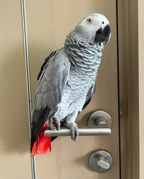 Jack-Timneh African Grey Parrots(Male) - Image 3