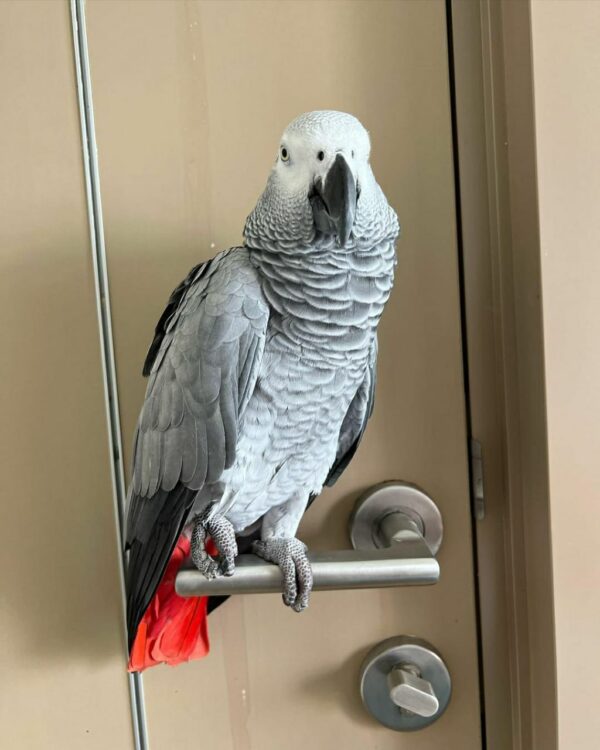 Jack-Timneh African Grey Parrots(Male) - Image 4
