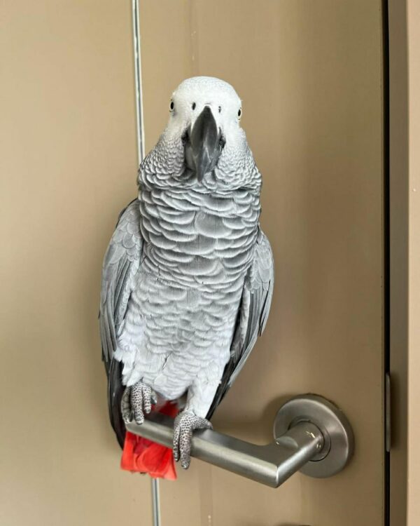 Jack-Timneh African Grey Parrots(Male) - Image 2