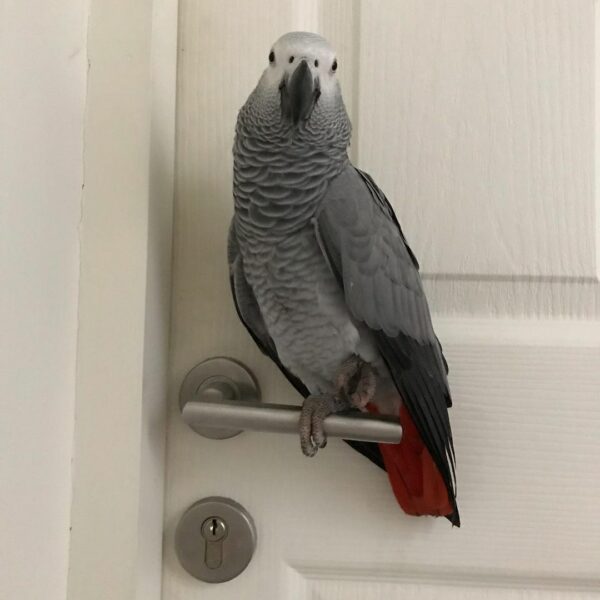 Harry-Timneh African Grey Parrots(Male) - Image 4