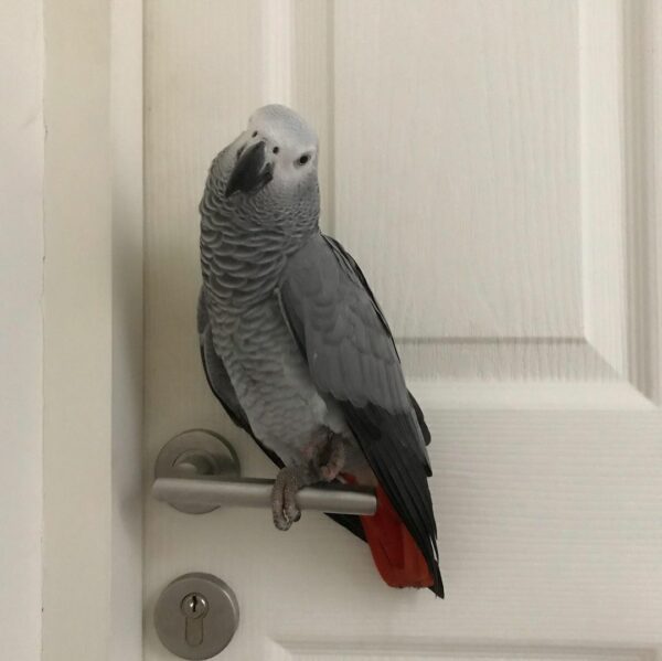 Harry-Timneh African Grey Parrots(Male) - Image 2