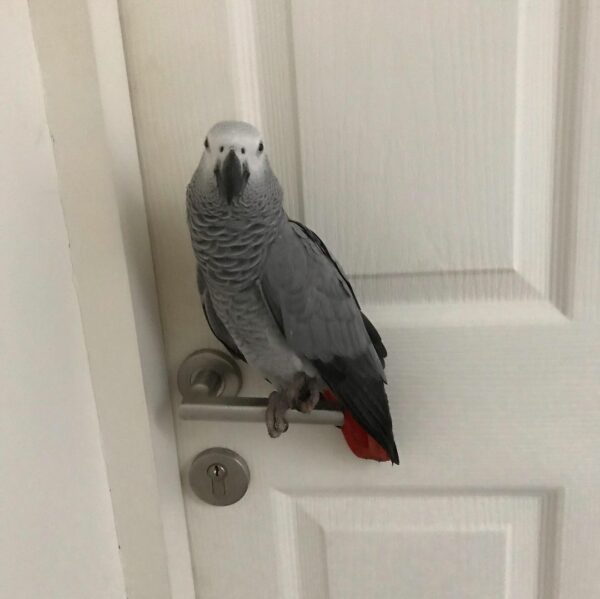 Harry-Timneh African Grey Parrots(Male) - Image 3