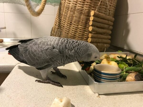 Lily-Timneh African Grey Parrots(Female) - Image 4