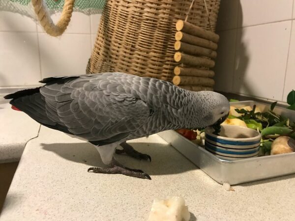 Lily-Timneh African Grey Parrots(Female) - Image 5