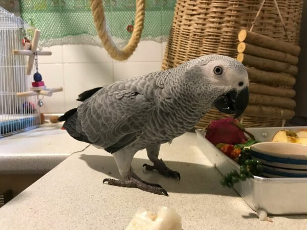 Lily-Timneh African Grey Parrots(Female)