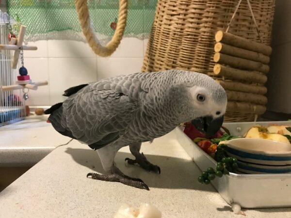 Lily-Timneh African Grey Parrots(Female) - Image 2