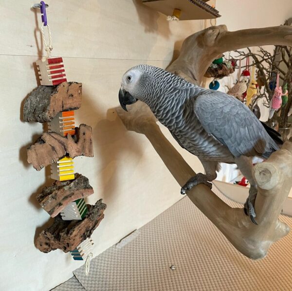 Jenny-Congo African Grey Parrots(Female) - Image 7