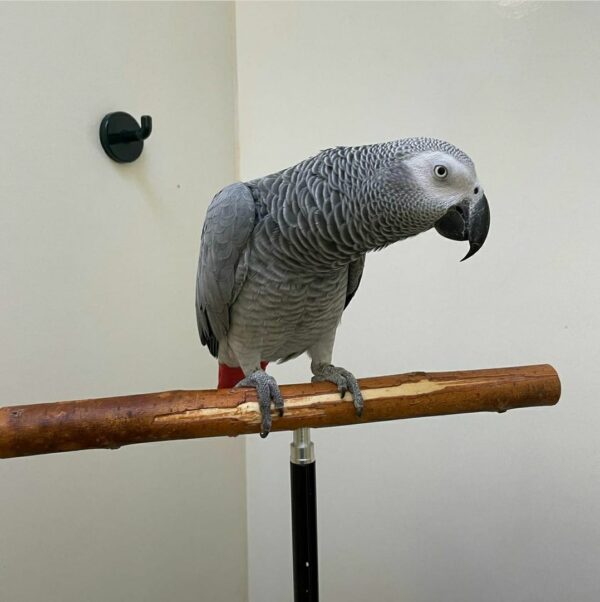 Jenny-Congo African Grey Parrots(Female) - Image 5