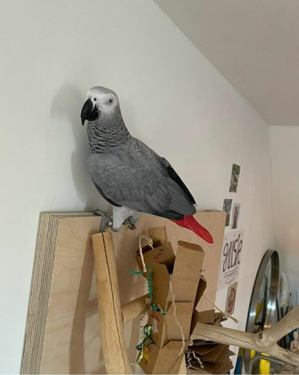 Jenny-Congo African Grey Parrots(Female) - Image 4