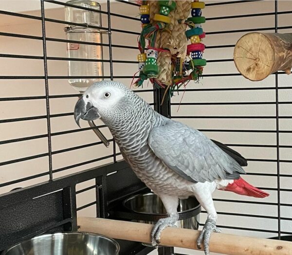 Jenny-Congo African Grey Parrots(Female)