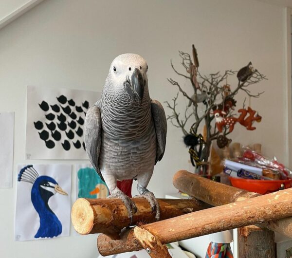 Jenny-Congo African Grey Parrots(Female) - Image 3