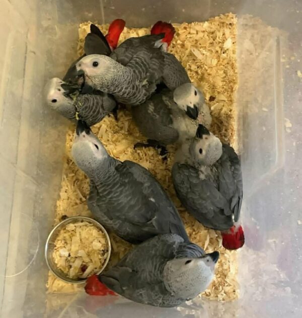 Male and Female Babies (Congo African Grey Parrots) - Image 3