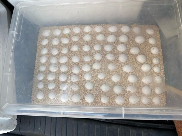 Mutation Macaw Parrot Eggs