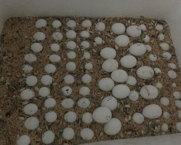 Toucan Fertile Eggs For-Sale