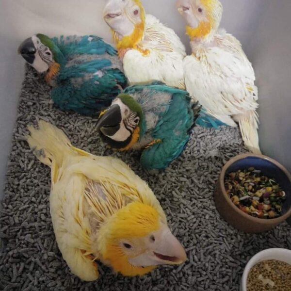 Baby Golden Macaws