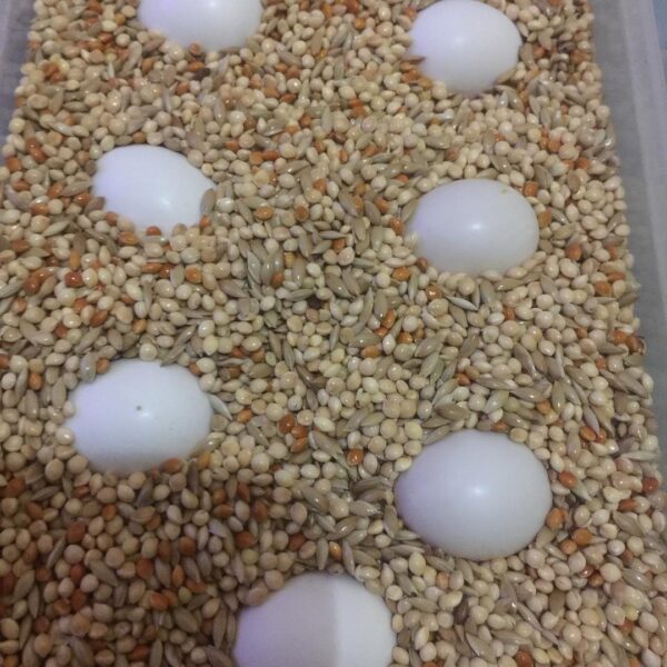 Macaw Fertile Eggs For-Sale