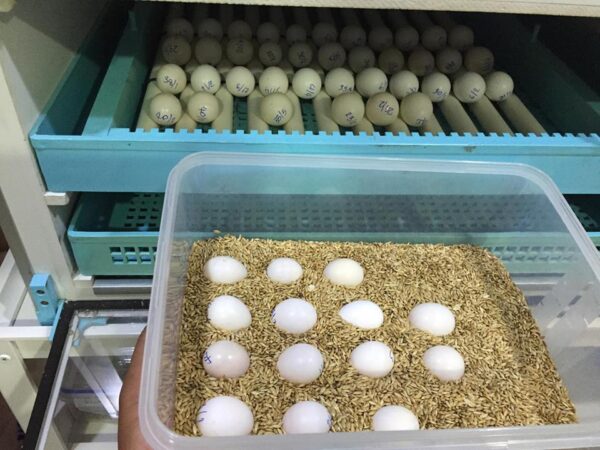 African Grey Fertile Eggs