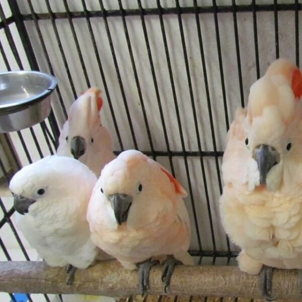 Baby Moluccan Cockatoos