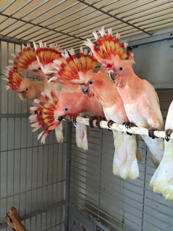 Adult Major Mitchell’s cockatoo