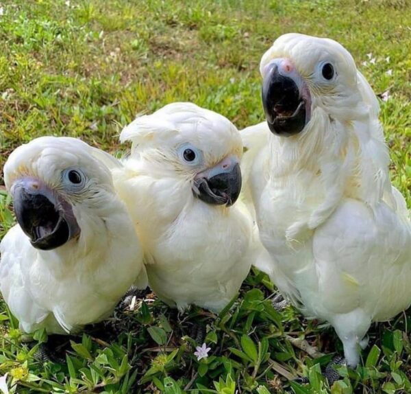 Baby Umbrella Cockatoo