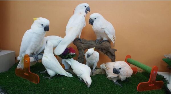 Baby Umbrella Cockatoo - Image 2