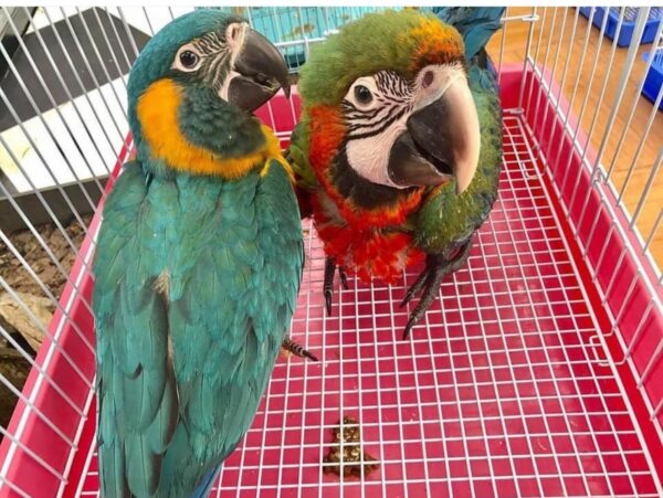 Adult Blue and Gold Macaw Parrots - Image 2