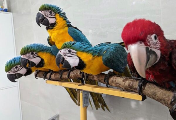 Adult Blue and Gold Macaw Parrots - Image 5