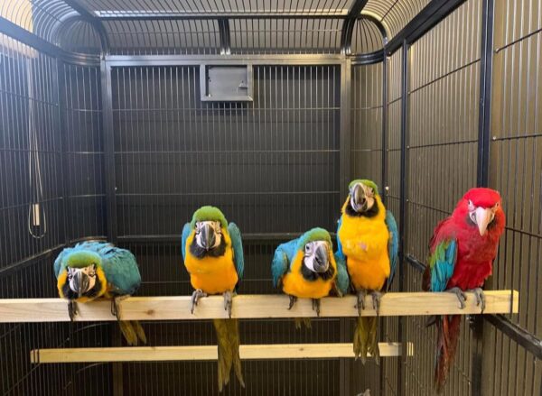 Adult Blue and Gold Macaw Parrots - Image 3
