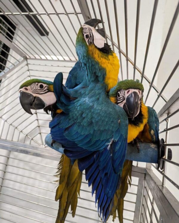 Adult Blue and Gold Macaw Parrots - Image 4
