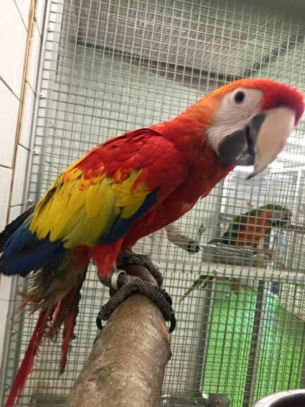 Adult Scarlet Macaw For Sale