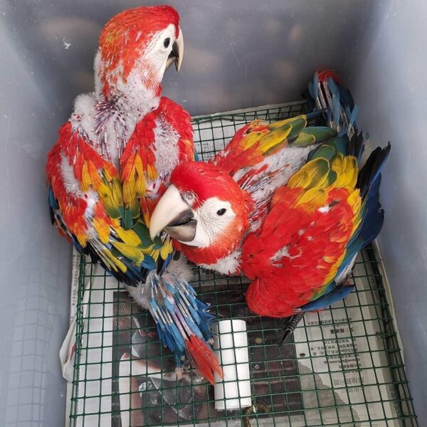 Baby Scarlet Macaw