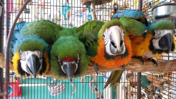 Adult-Catalina Macaw
