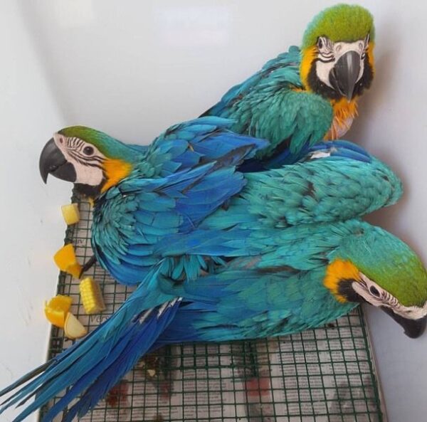 Baby Blue and Gold Macaw Parrots